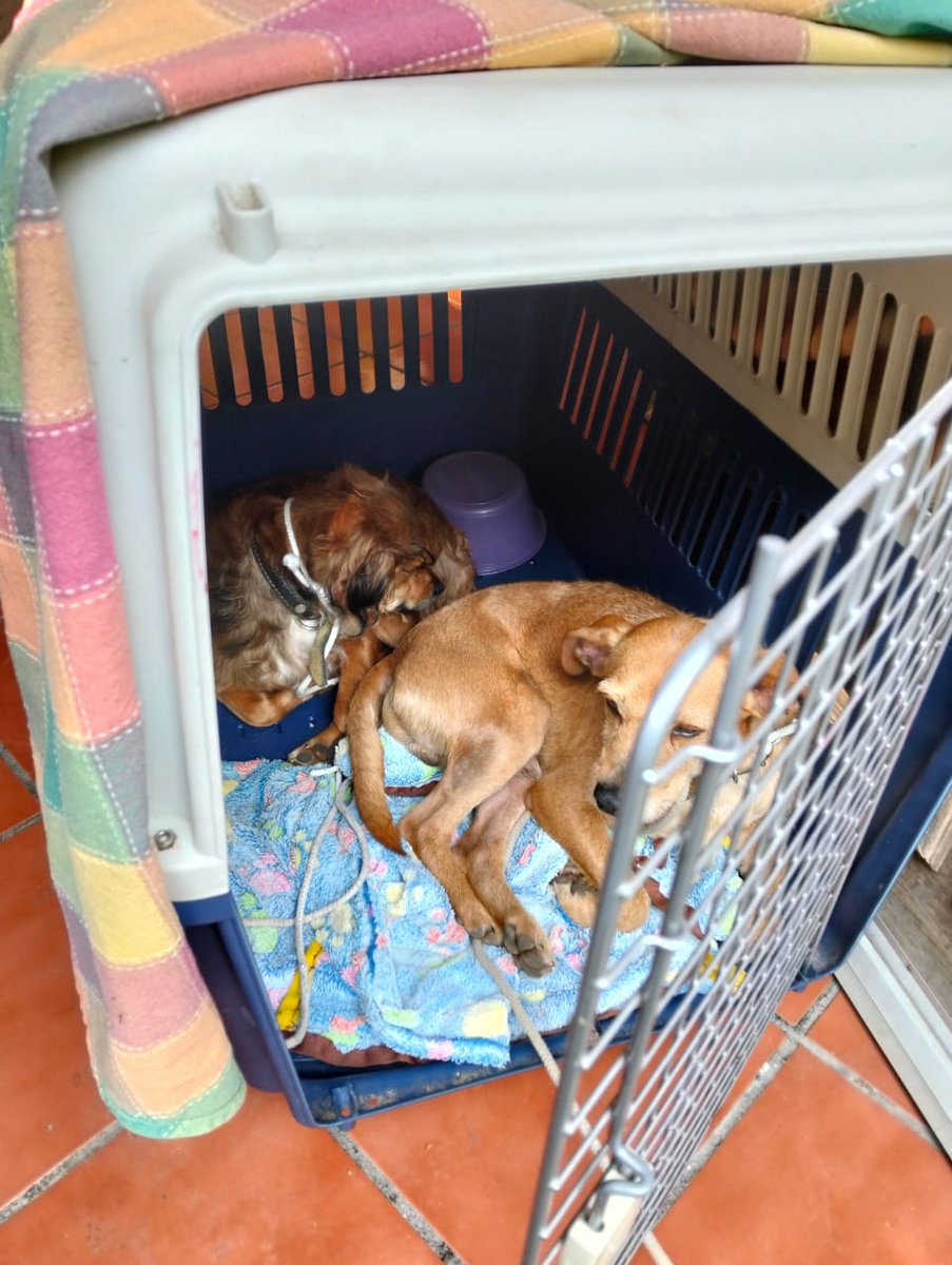 VIBRAmascotas's tweet image. Amigos necesitamos ayuda para Loki y Rocky el domingo hay que pagar $2000 para su pensión y etologo 
Les das una patita con 50 , 100 pesitos? #todosuma #cadenadeayuda 
Banco Azteca 
Diana Carolina Rosales Pérez
CLABE 127180013430278263 
TARJETA 4027 6658 6319 3943