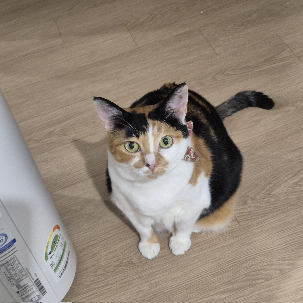 프리다이빙 연습하려고
욕조에 물받고 온몸다집어넣고 이퀄 연습하는데
점프가....야옹야옹 울면서 물기 가득한 화장실에 들어와 욕조를 두발로 딛고 서서
날 빤히 쳐다보면서 자꾸 울었다ㅜㅜㅜㅜ
진짜 감동이었다
언니안죽는다...,