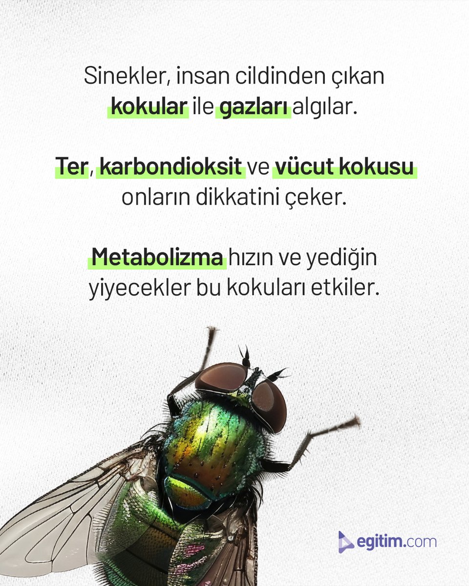 egitim_com's tweet image. Sinekler seni nasıl buluyor?

Cildinden yayılan kimyasallarla! 🦟✨

Beslenmen ve metabolizman büyük fark yaratıyor.

#Egitimcom #EğitimeDeğer #VücutKimyası #Sinekler #SinekIsırığı