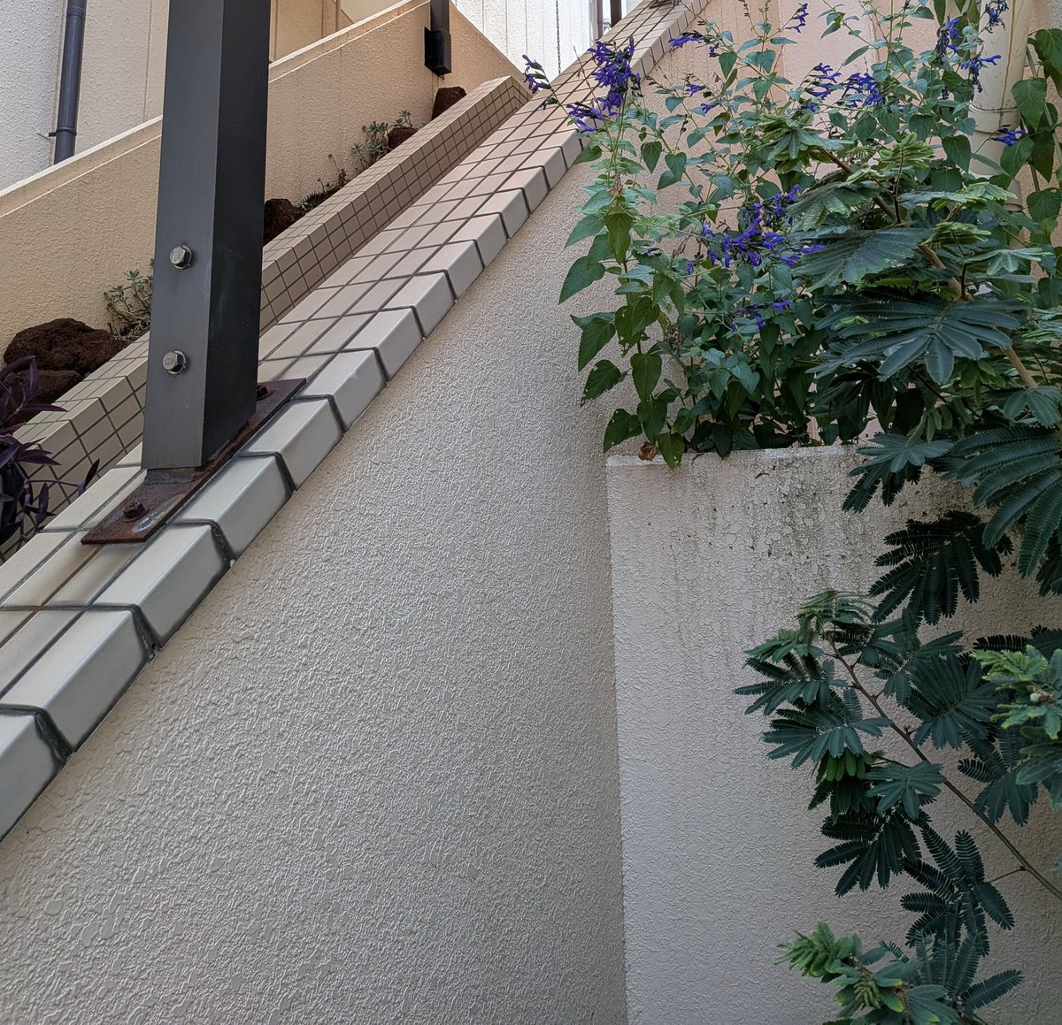 ikezakim's tweet photo. 狭い空間を利用し、メドーセージ(サルビア・ガラニチカ）を植栽。濃い紺色が冴えています。
触れるとハーブのいい香りが漂いました。年に一度の、化学肥料だけで育てている、かなり丈夫な植物。 https://t.co/koVAxIQAPQ