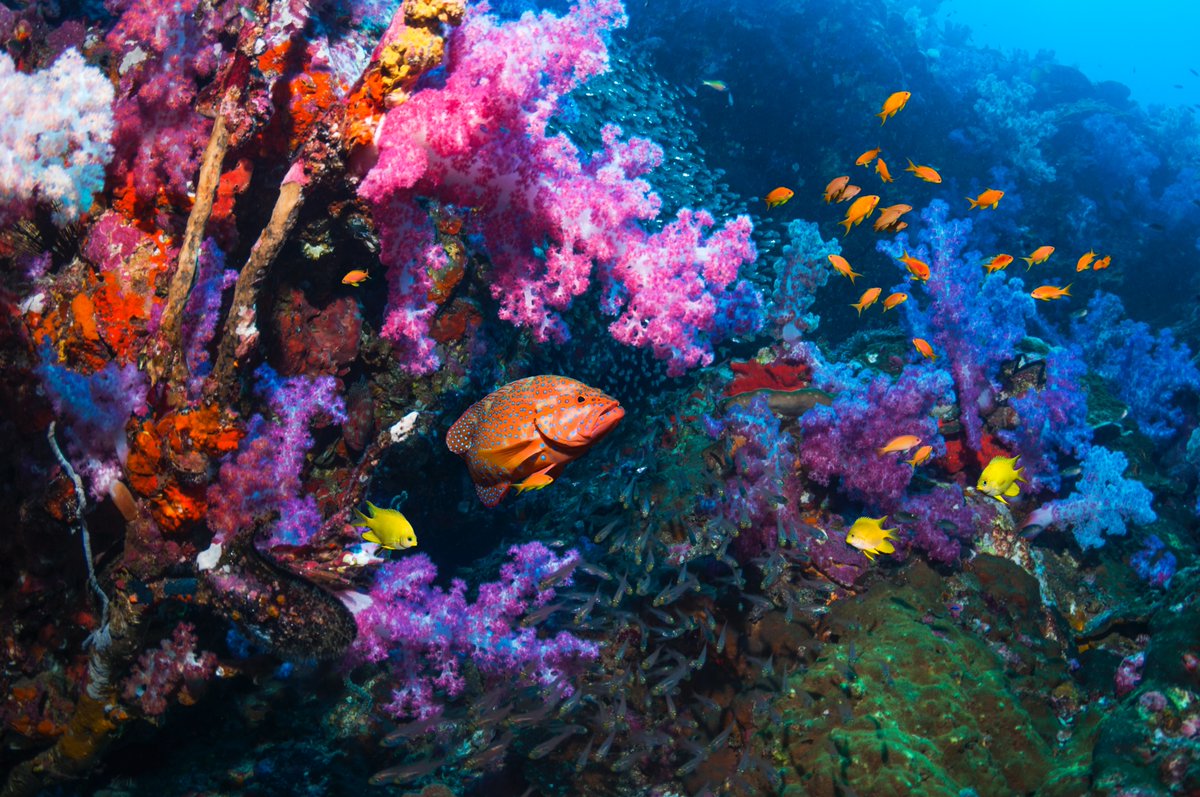 curiositydotcom's tweet photo. Save the coral reefs! 🪸

Tune into #CuriosityWeekly to hear all about a new probiotic tool that can help save our coral reefs from disease: https://t.co/EqgPULAxwN

📸: Georgette Douwma

#coralreef #oceanlife https://t.co/CuTiCbtALS