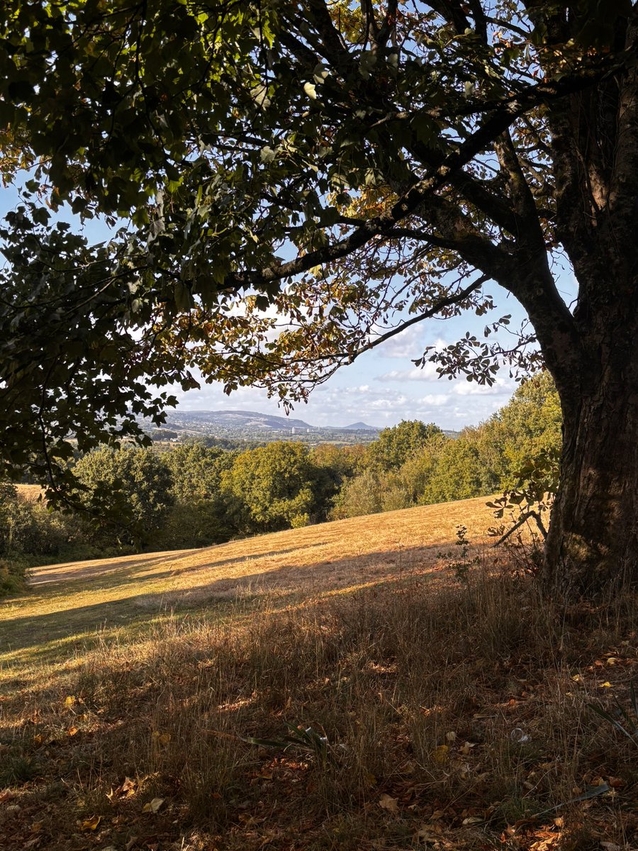 treech07's tweet image. #meadow