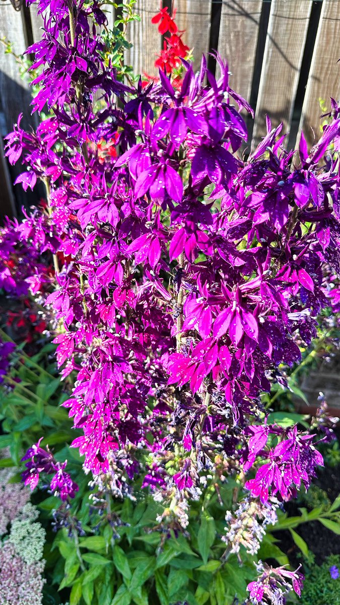 The garden's Lobelia Speciosa is looking vibrant in the bright sunshine after heavy showers here near York this afternoon 😎🌧️🌺
