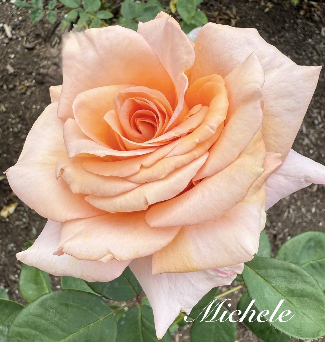 Creamsicle dreamy!🤗 Yesterday’s beauty from the local #rosegarden 🥀 Enjoy! 🧡🥰🙌 #RoseWednesday #Roses #flowers #garden #FlowersOnX #flowerpictures #FlowerPhotography #rose #NatureBeauty #FlowerLove #NaturePhotography