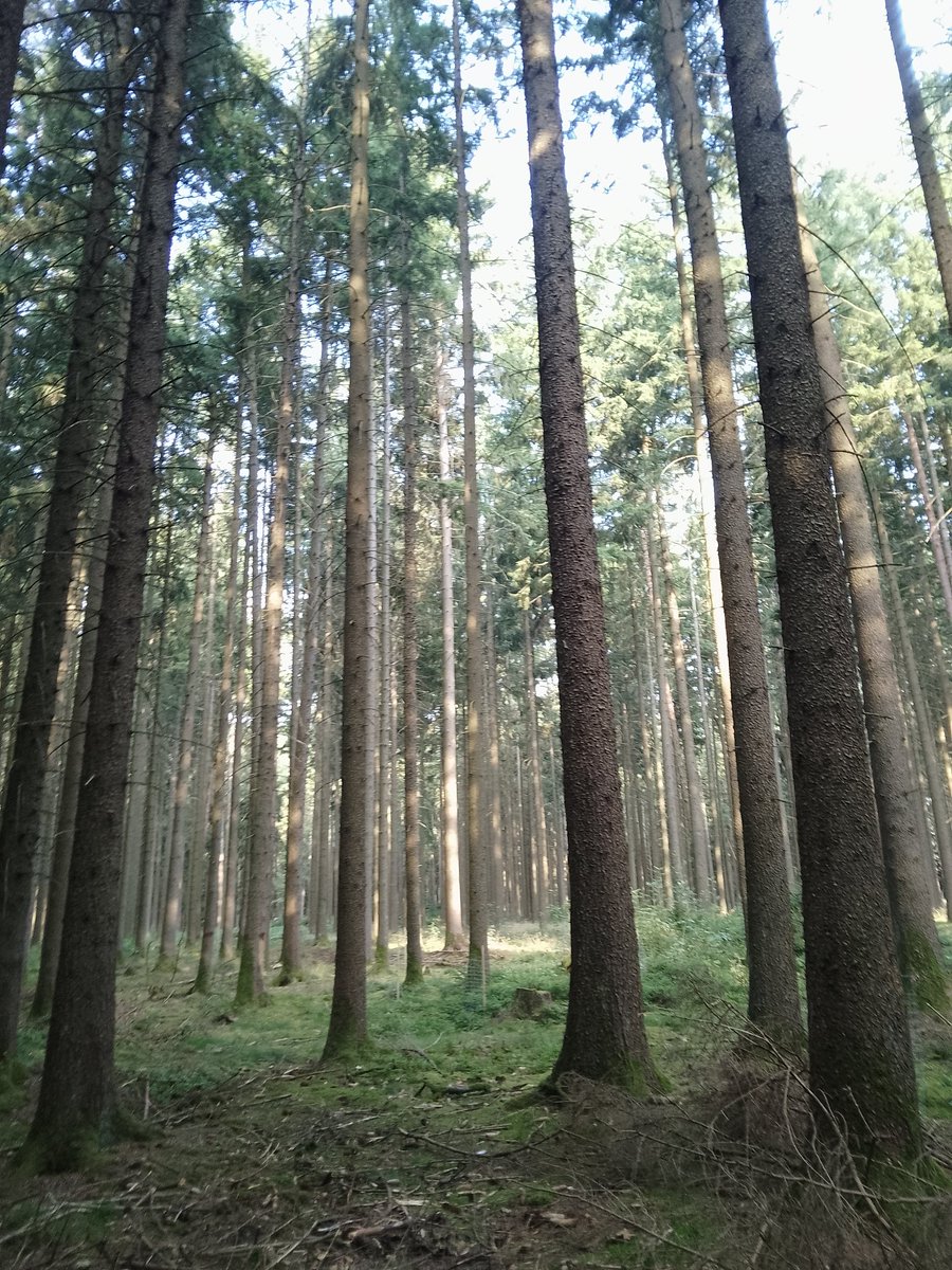 Waldspaziergang...

...Feen, Elfen und Kobolde...

...träumen und entspannen...