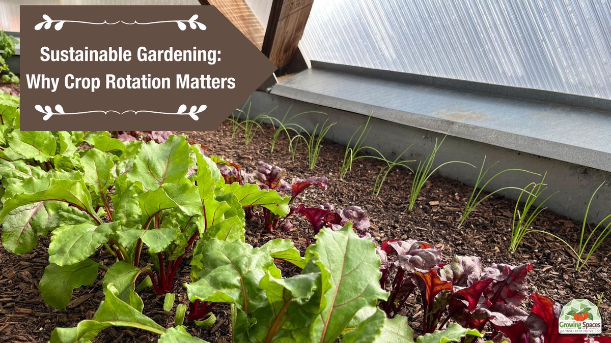 Crop rotation enhances the health &amp; productivity of your Growing Dome garden. It minimizes soil depletion, deters pests &amp; diseases &amp; contributes to a thriving, ecosystem within your greenhouse. 🌱

growingspaces.com/blog/sustainab…

#GrowingSpaces #croprotation