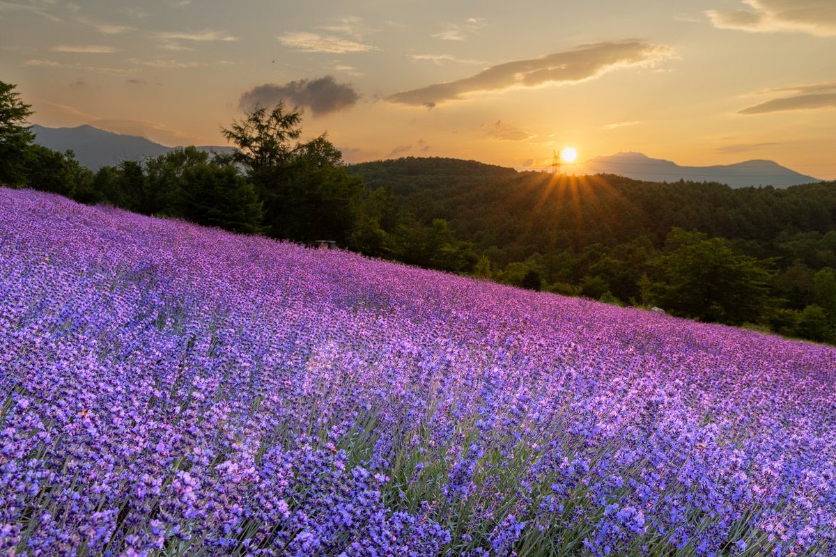 ka2ven10dec08ch's tweet photo. #JALカード思い出の旅 

今夏も満開を迎えたラベンダー🪻畑へ

綺麗な夕景が見えました😊

@JALCardOfficial 
#jal
#ラベンダー
#ラベンダー畑
#hokkaido https://t.co/Or5oxuzfdQ