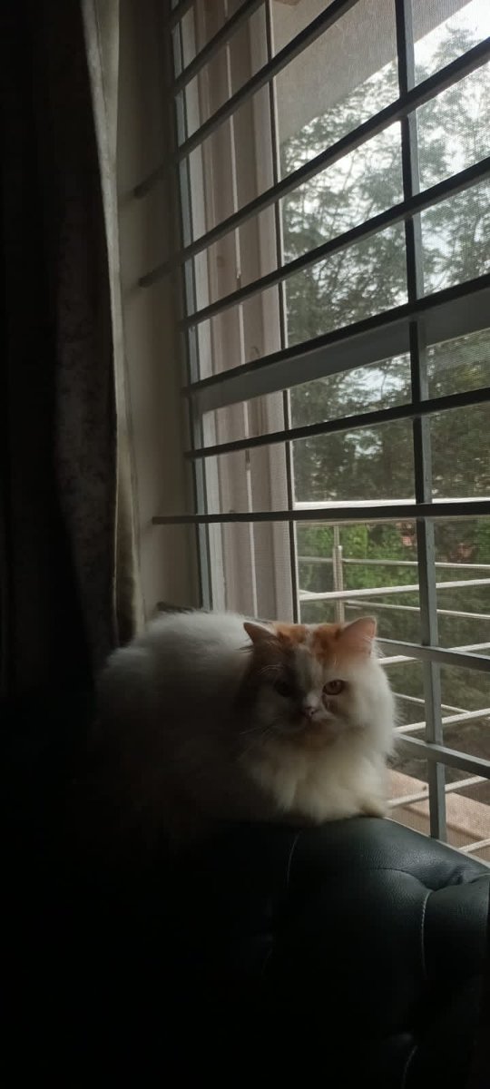 This cutie is up for adoption in Bangalore. Pls Holler if you are anyone you know want to give him a home