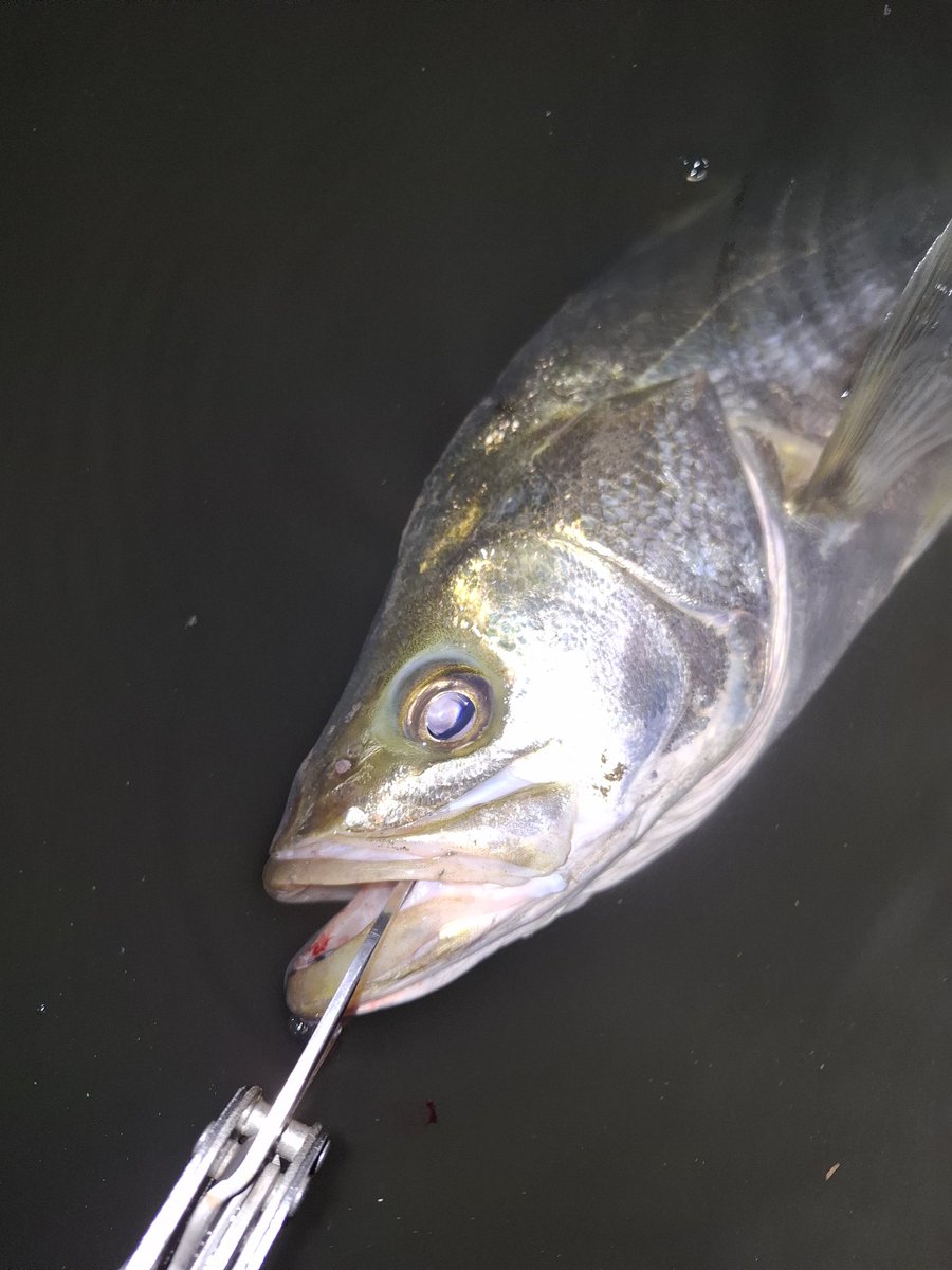 hiro197400's tweet image. 夜の下げ7分から下流域へ。

昨日の場所で釣れたなら、あそこも良いかも！と別の場所にウキウキで行ってみるも...あれ？いまいち(^-^;

でも少し魚居て4発2GET。

なかなか思い通りにならないのが釣り
(￣ー￣)

#ヘビーショット
#ヨレヨレ
#荒川シーバス