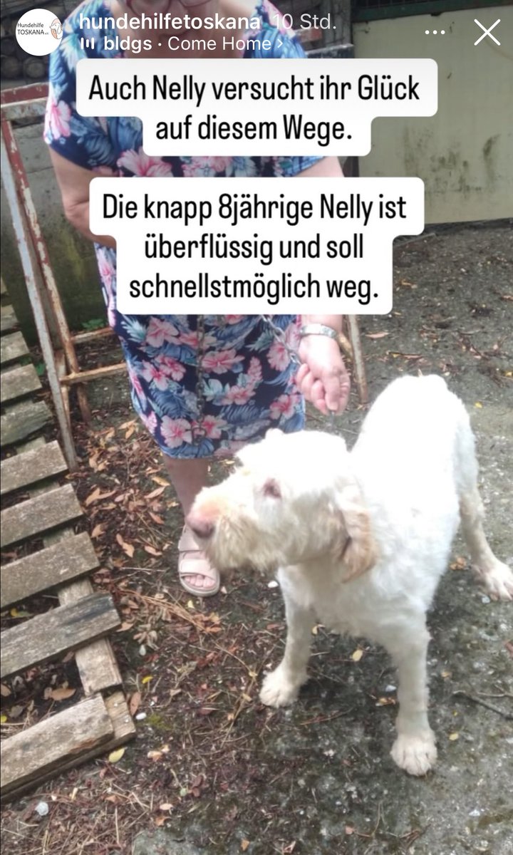 Bitte seid so lieb und teilt Nelly, damit sie endlich in ein schönes Zuhause kann. 🐶❤️ Dankeschön 🙏