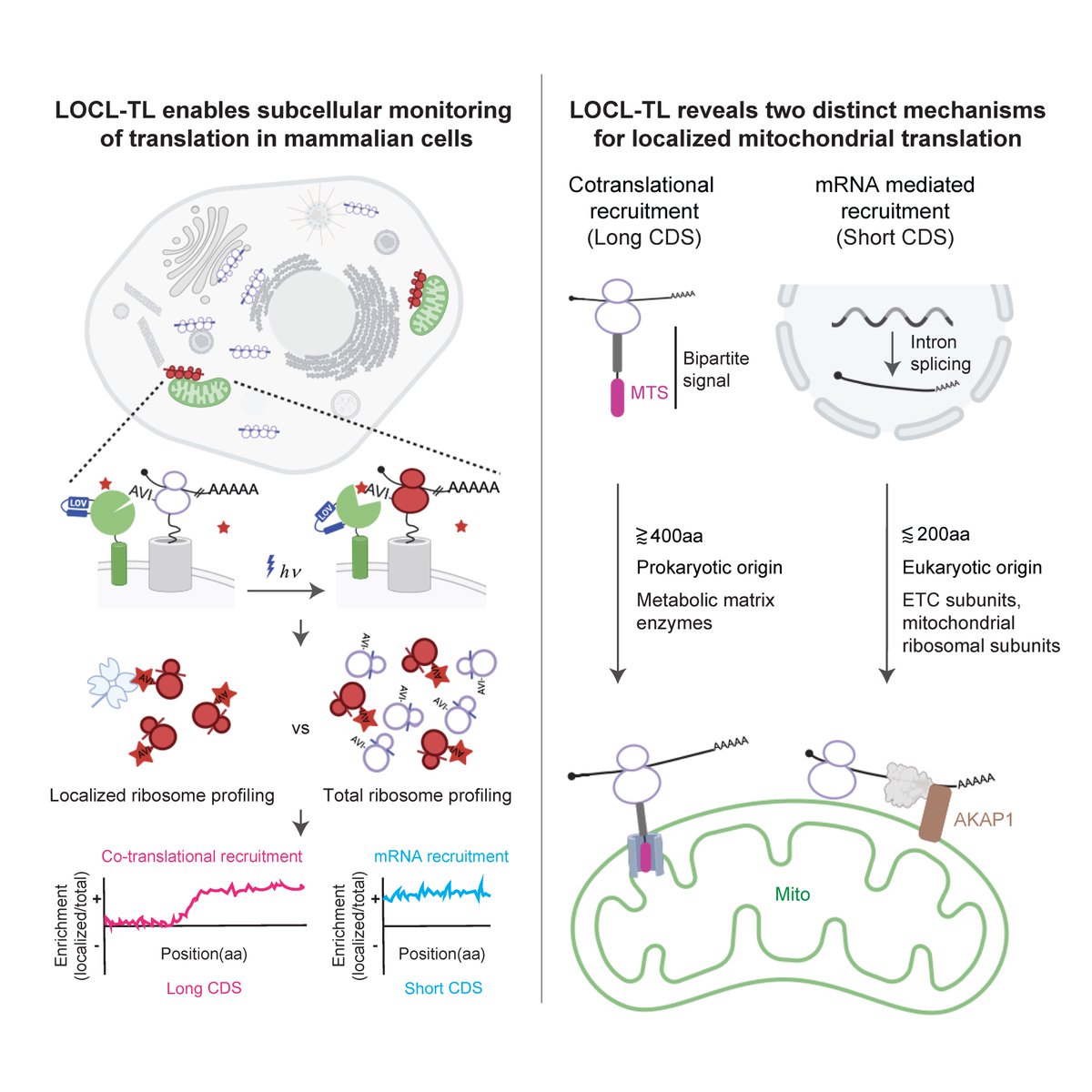 Jingchuan Luo (@jingchuanluo) on Twitter photo I'm thrilled to share our work from <a href="/JswLab/">Jonathan Weissman's Lab</a> (sciencedirect.com/science/articl…). We developed LOCL-TL, an optogenetic approach for monitoring localized translation in mammalian cells. LOCL-TL revealed two mechanistically distinct strategies for mitochondrially localized translation. I'm thrilled to share our work from <a href="/JswLab/">Jonathan Weissman's Lab</a> (sciencedirect.com/science/articl…). We developed LOCL-TL, an optogenetic approach for monitoring localized translation in mammalian cells. LOCL-TL revealed two mechanistically distinct strategies for mitochondrially localized translation.