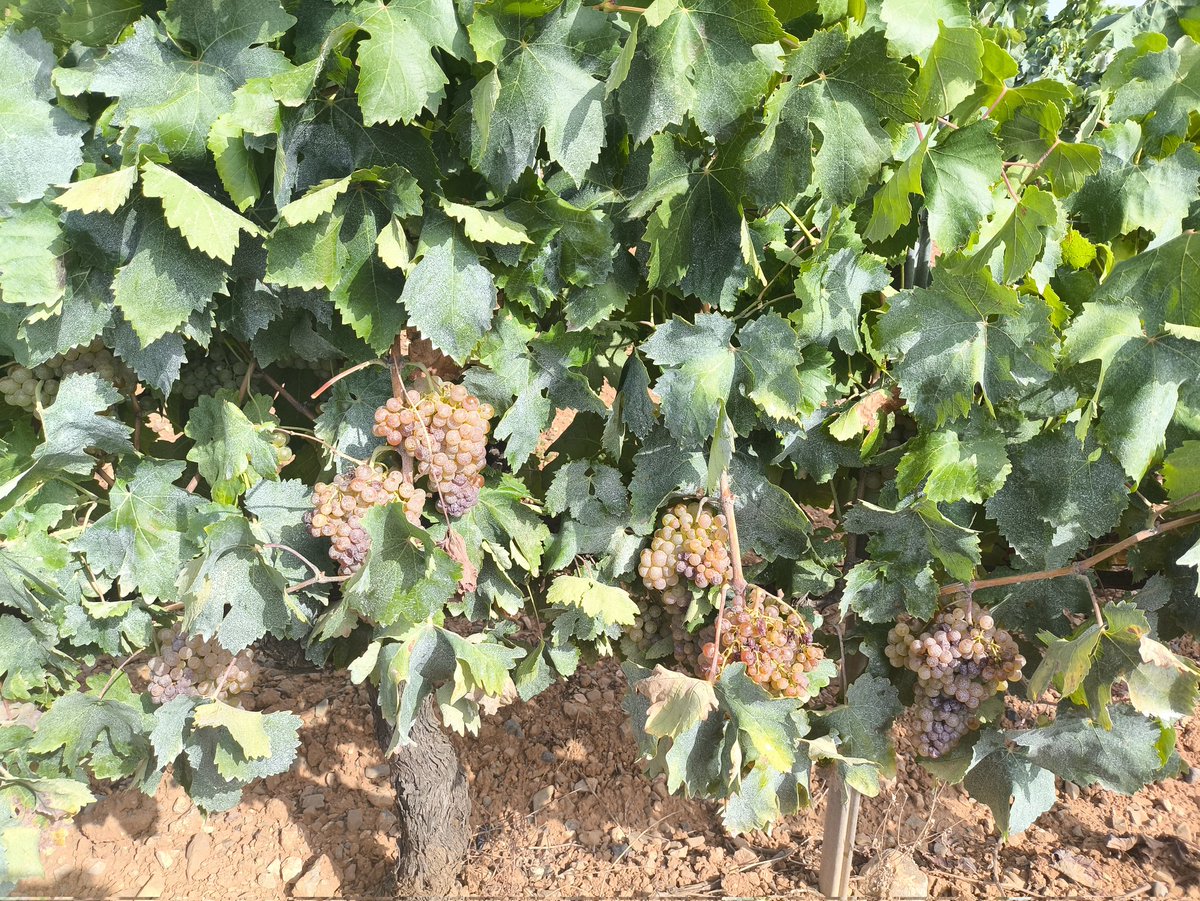 Ahir 26 d'agost vam acabar de veremar. Mai tant aviat. L'any passat ja vam acabar un 30/8 i també havia sigut l'any que havíem acabat més aviat. Aquestes calorades i el fet que no hi havia molt raïm ho han avançat tot.  I després encara et trobes gent que nega el canvi climàtic.