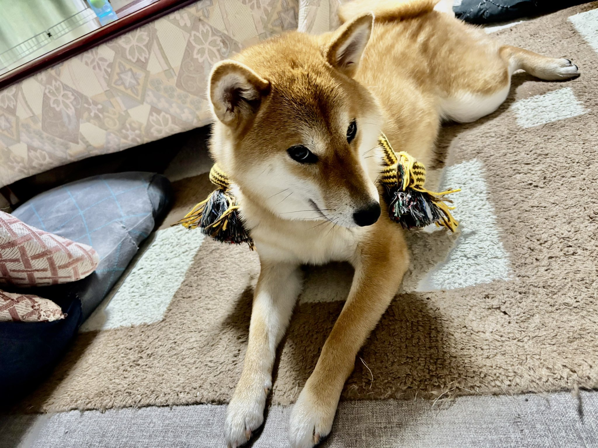 柴犬ポコ on X: 
