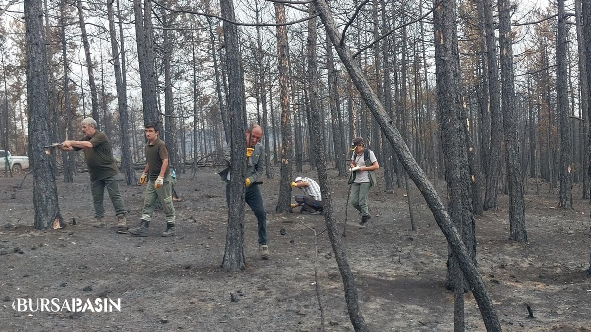 Bursa’da Yanan Ormanlar Yeniden Hayat Bulacak 
Orhaneli ve Harmancık’taki yangın sonrası yüzlerce hektar orman, hem karadan hem havadan sayılarak yeniden yeşertilmek için hazırlanıyor.
bursabasin.com/bursada-yanan-…
#Bursaormanyangını