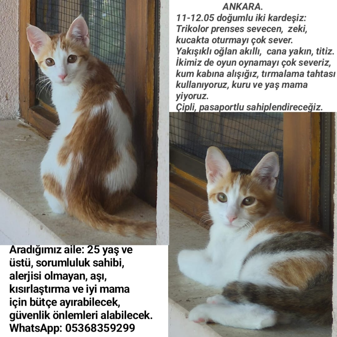 ankara, paylaşabilir miyiz