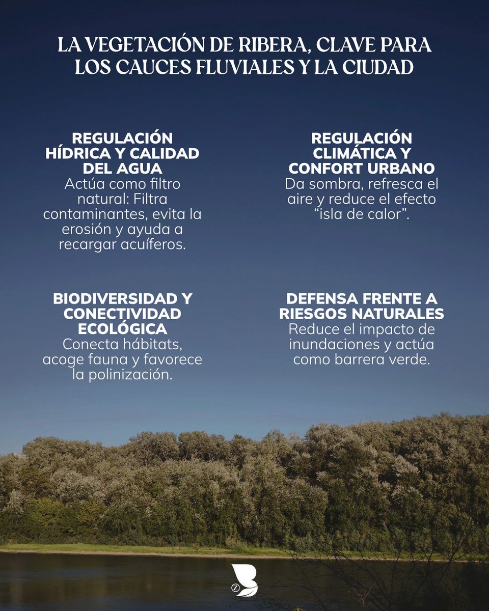 BosqueZaragozanos tweet media