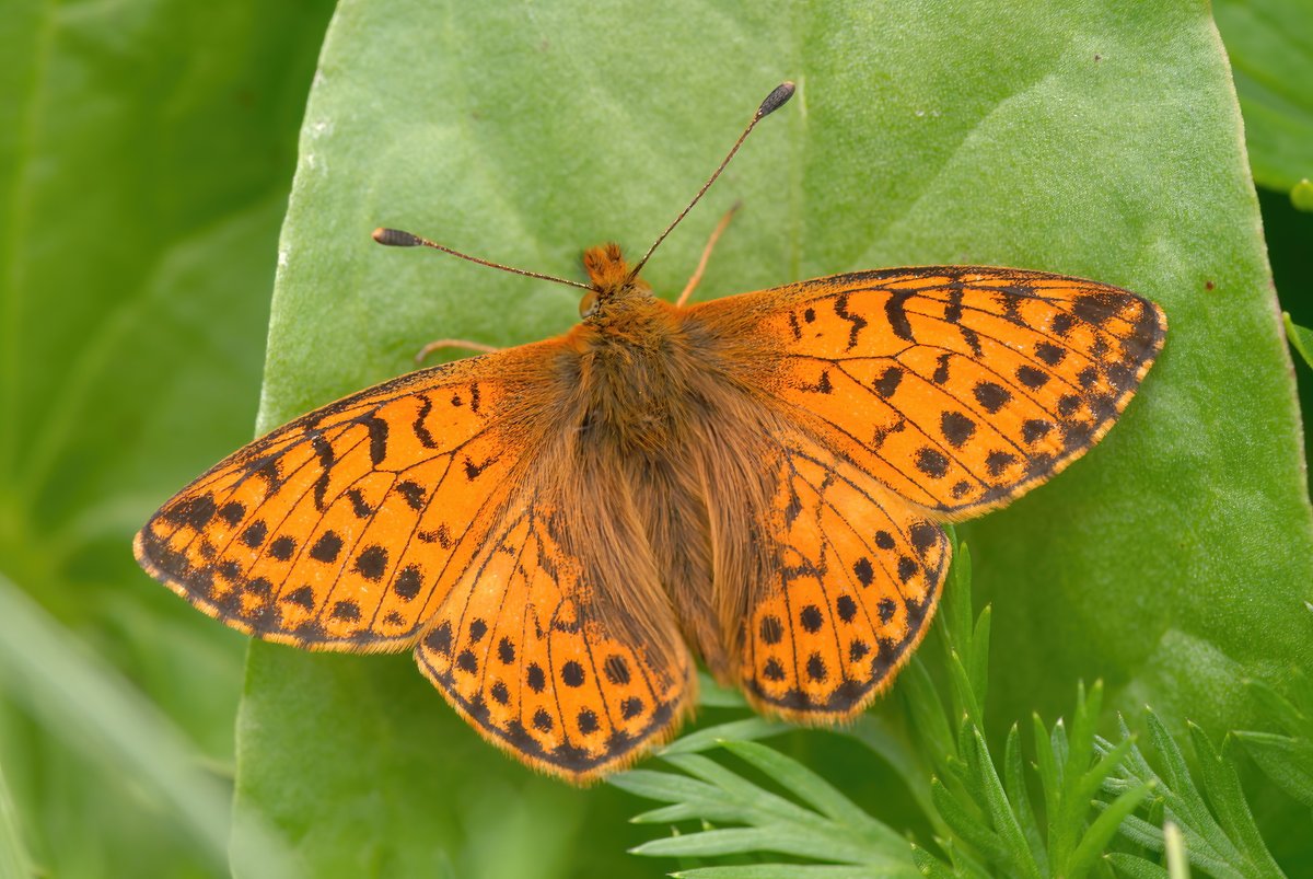This is a Shepherd's Fritillary from a trip to Austria. They can be spectacular when flying through the mountains in large groups. Not easy to approach when it was sunny and warm and they were very active.