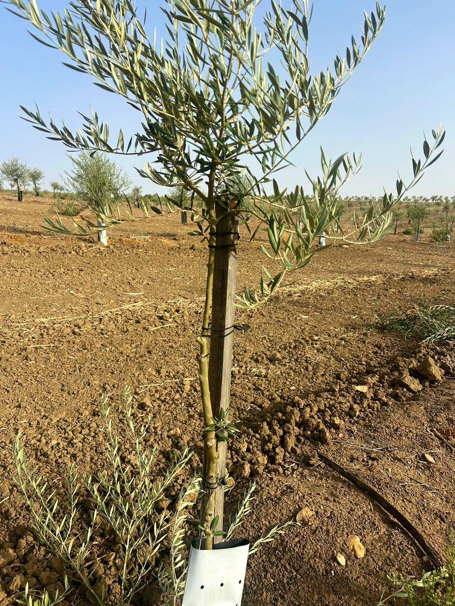 🌿 ANTES Y DESPUÉS DE FORMAR UN OLIVO JOVEN 🌿

Cuando plantamos un olivo, no solo estamos esperando que crezca… estamos formando un futuro árbol productivo.

En la primera imagen, el olivo de 3 años ha crecido de forma desordenada, con muchos brotes secundarios que compiten por