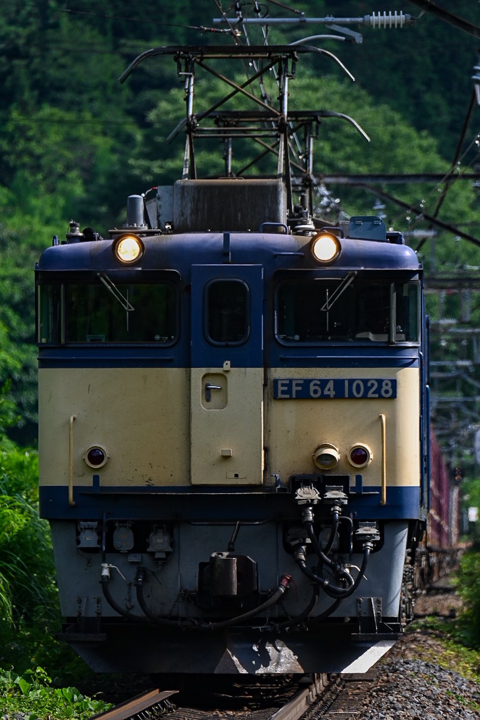 御影 ビクセン AP-SD81SII・WL[39095] ※代引き不可 ネイチャー