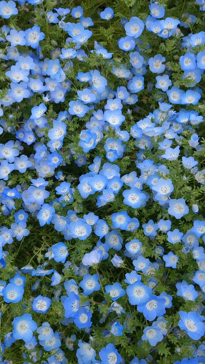 #これを見た人は何か青いものをあげる見た人強制