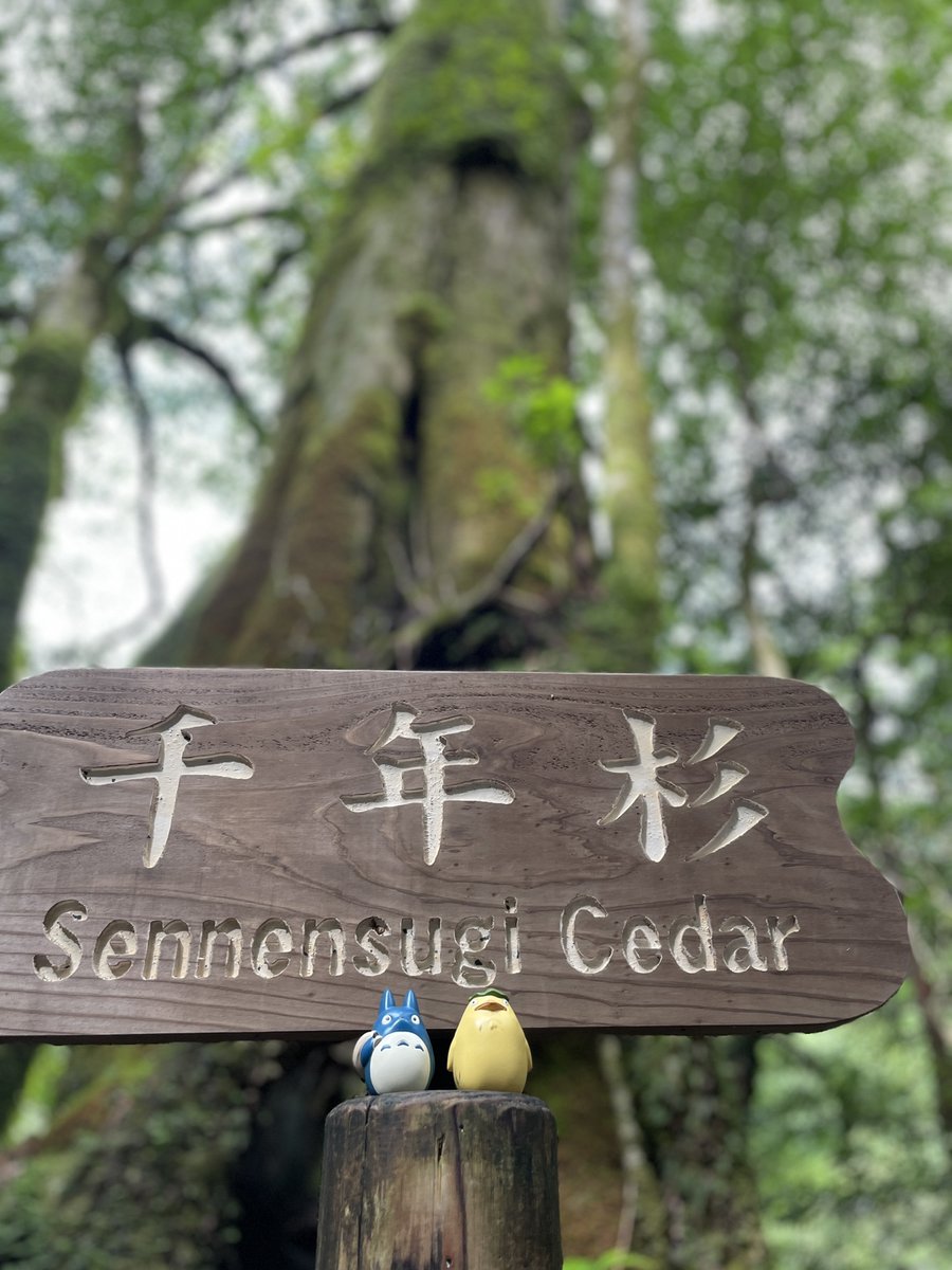 だれる 知らない 屋久島 屋久島 - অনুসন্ধান / X