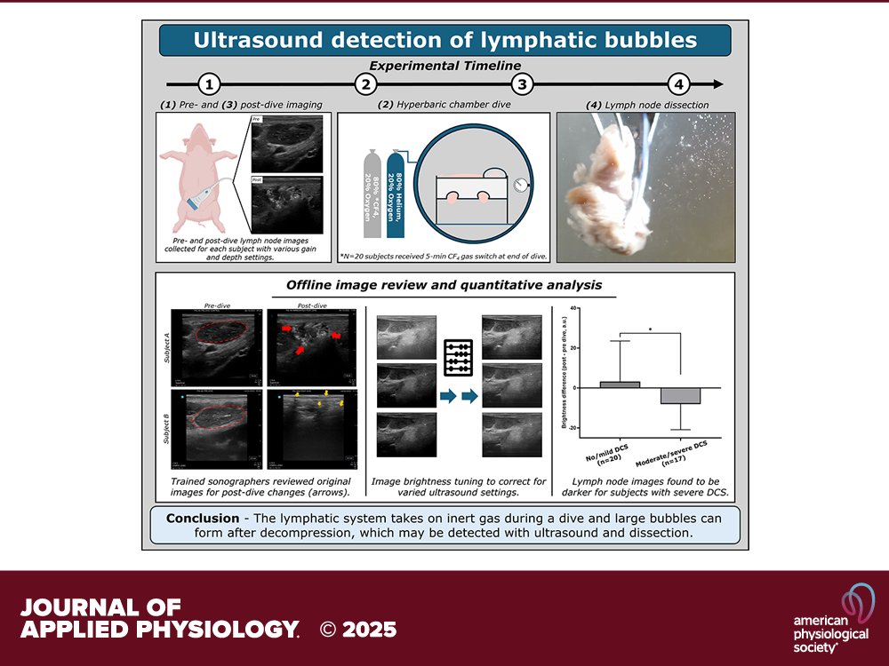 Journal of Applied Physiology (@japplphysiol) on Twitter photo Research Article by JB Currens et al. (@Duke <a href="/UNC/">UNC-Chapel Hill</a> <a href="/DAN_Europe/">DAN Europe</a>) #Ultrasound detection of #lymphaticbubbles in a #porcine #divemodel 🤿🫧
ow.ly/jZRb50WzCEH Research Article by JB Currens et al. (@Duke <a href="/UNC/">UNC-Chapel Hill</a> <a href="/DAN_Europe/">DAN Europe</a>) #Ultrasound detection of #lymphaticbubbles in a #porcine #divemodel 🤿🫧
ow.ly/jZRb50WzCEH