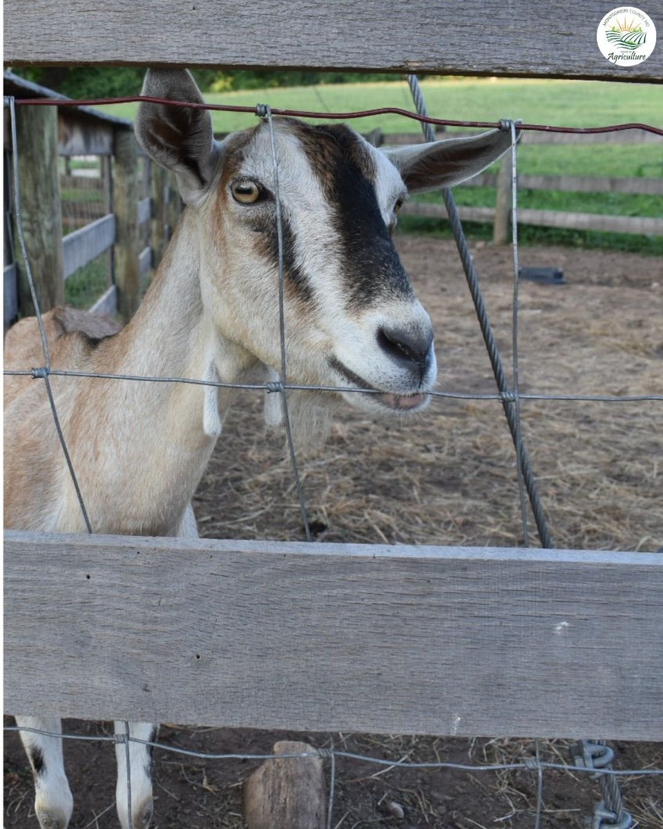 Farm animals aren’t just fun—they’re part of Maryland’s thriving agricultural community! 🐐 Visit a local Montgomery County farm to meet goats, learn about dairy production, and explore how farms support our daily lives.
#MontgomeryCountyFarms #DairyGoats #FarmVisit #AgReserveM