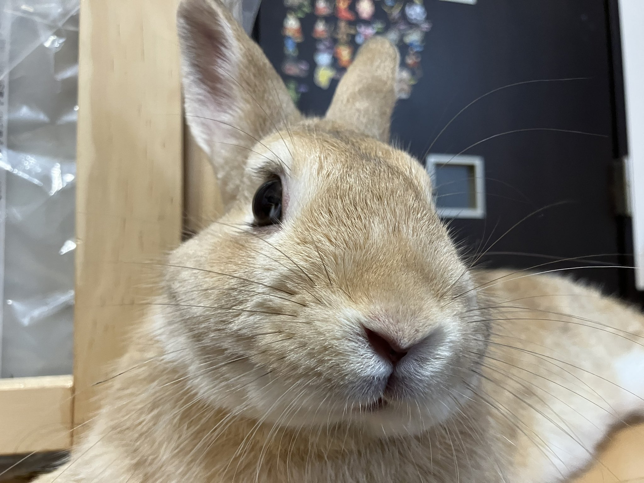 うさぎ　オーダー再開しました⸝꙳.˖様 it-63d64a20ad2d9-1200.jpg