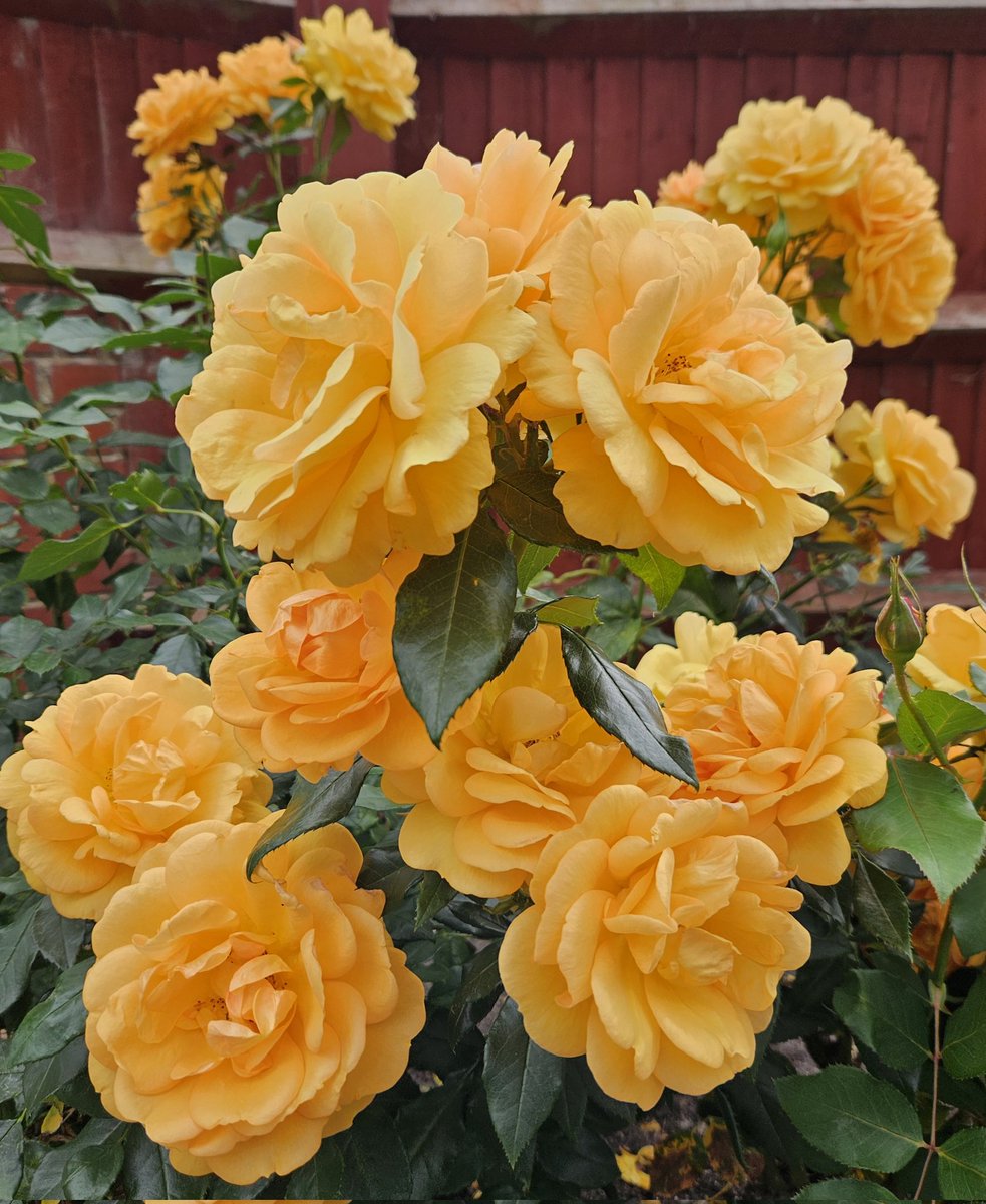 Rose 'Golden Beauty'
#Roses #Plants #Gardening