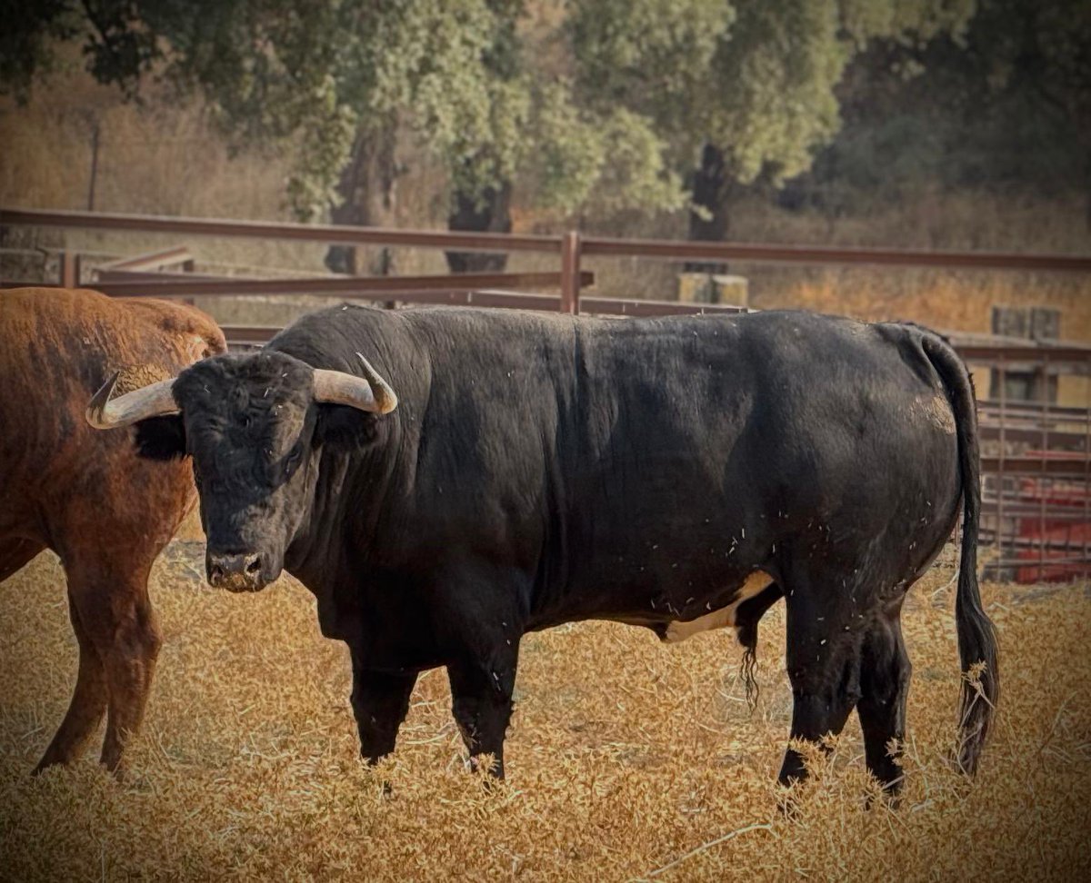 Quite de calasparra tweet media