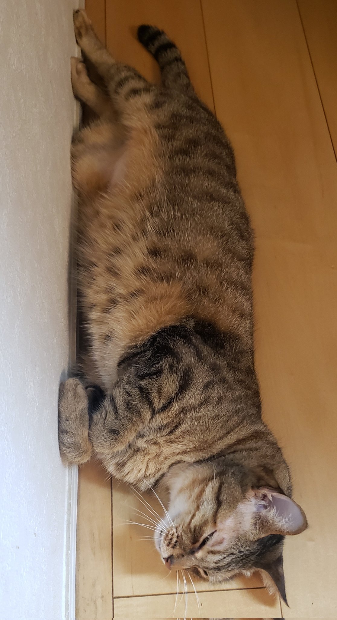 猫 尾道市立美術館 on X: 