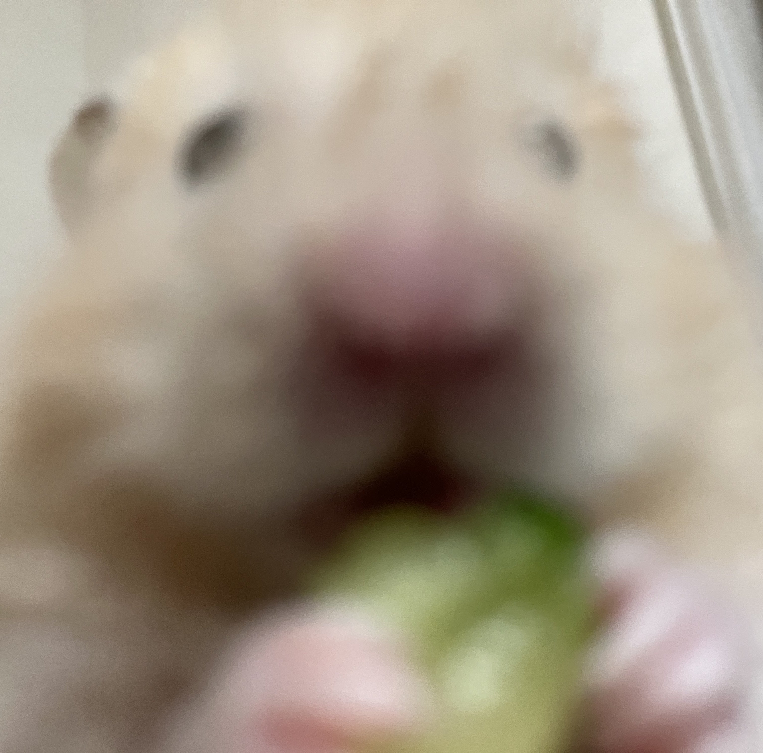 とことこ (@Tottokonotoko) / X