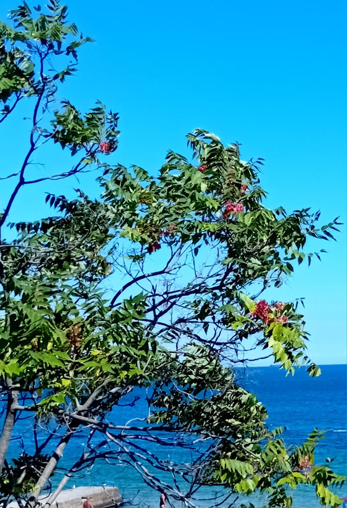 Катерина Галич tweet media