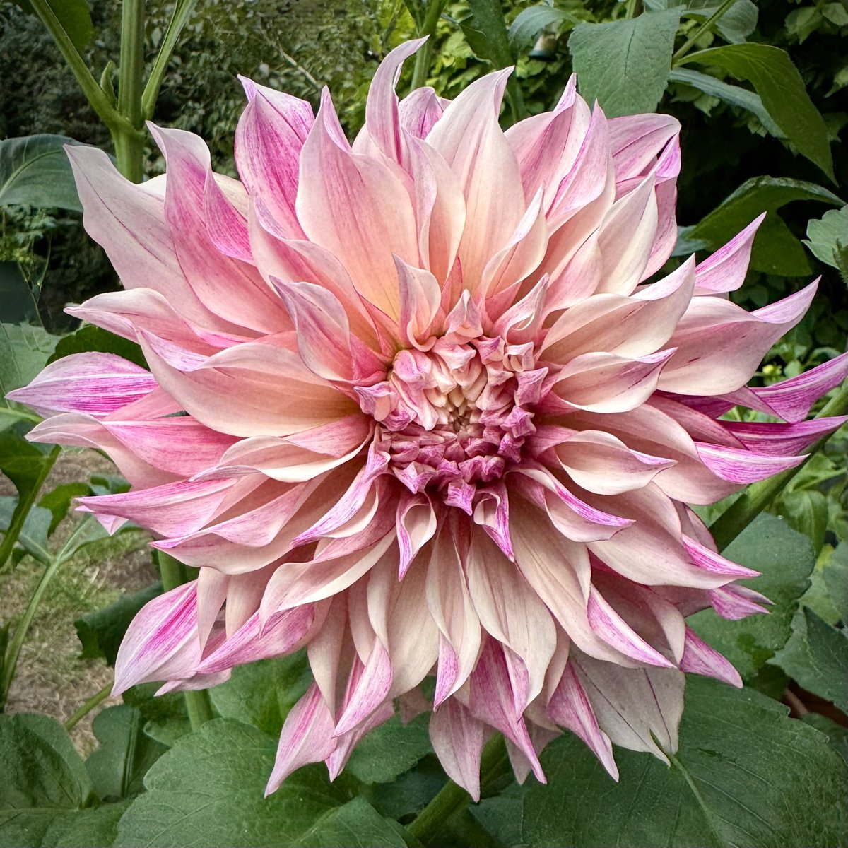 tjd19's tweet image. introducing today&apos;s new beauty in the garden right now and weathering the blustery day, Dahlia &apos;Cafe Au Lait Twist&apos;...she&apos;s definitely earned a place in next year&apos;s plot plan I reckon 🤔  #plot24 💨🍃