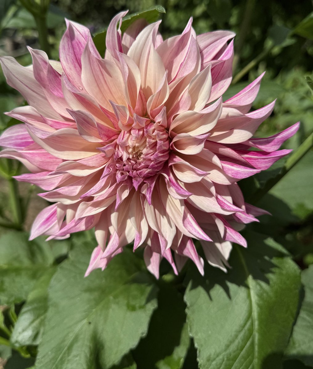 tjd19's tweet image. introducing today&apos;s new beauty in the garden right now and weathering the blustery day, Dahlia &apos;Cafe Au Lait Twist&apos;...she&apos;s definitely earned a place in next year&apos;s plot plan I reckon 🤔  #plot24 💨🍃