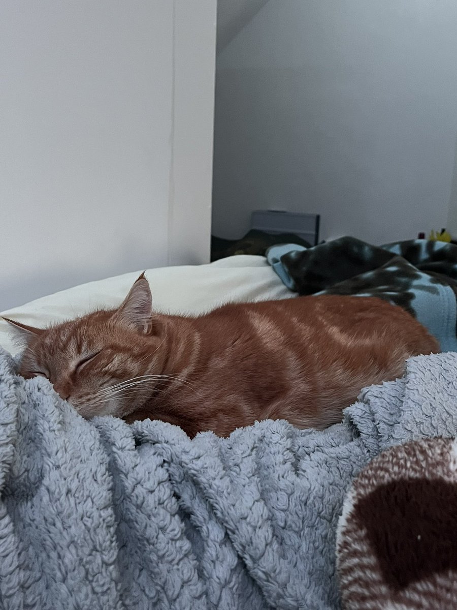 L’ 🐢 tweet media