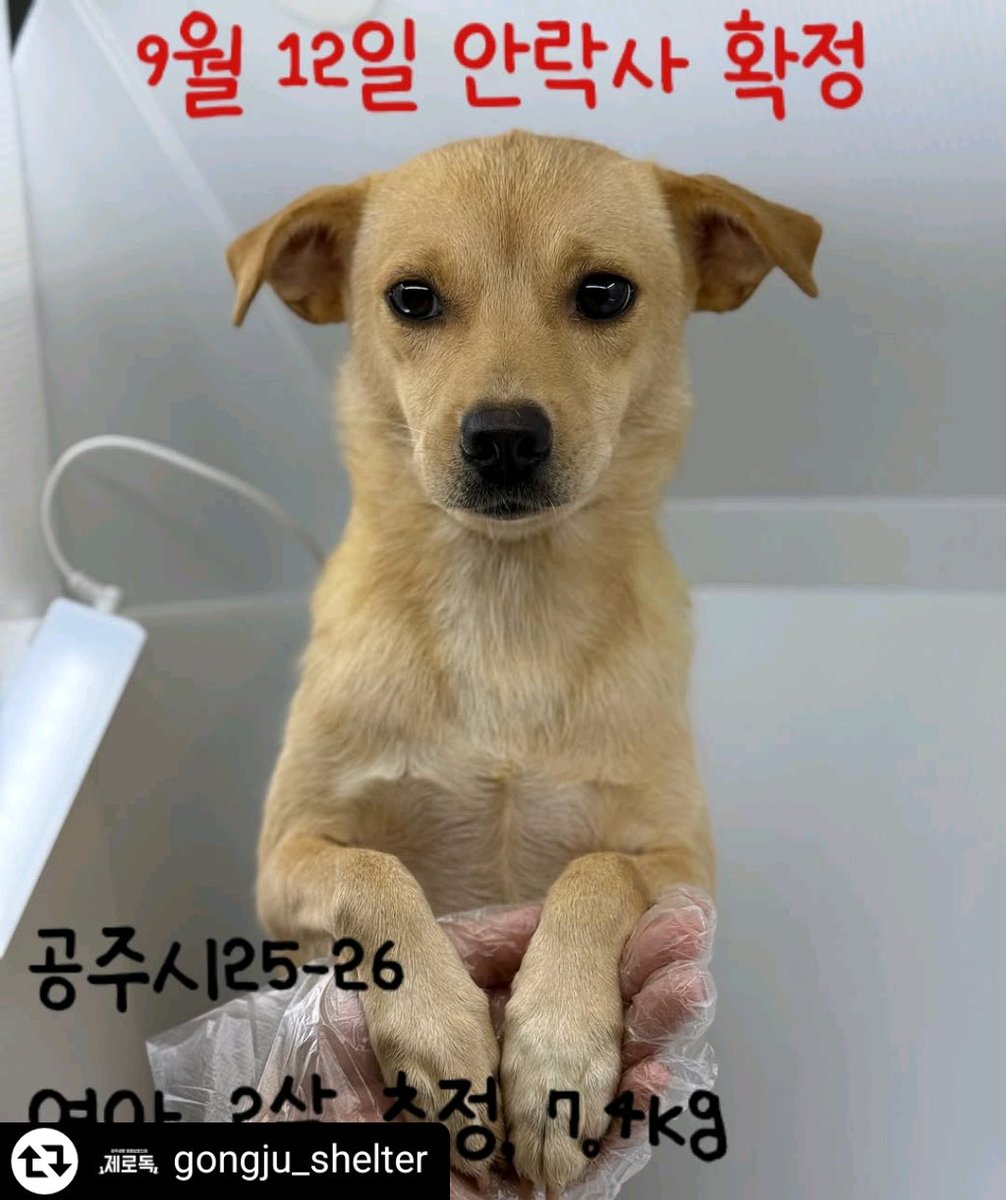 Cloudsunnyhuman's tweet image. [RT 정말 감사합니다]
9월 12일 안락사 예정인 2살 추정 여아입니다..정말 착하다고 해요. 트위터에서 꼭 인연이 닿았으면 좋겠어요

공고번호: 공주시 25-26
성별: 여아
몸무게: 7.4kg
추정나이: 2살 추정
*공주시 보호소로 직접 연락부탁드립니다.
*041-840-3495