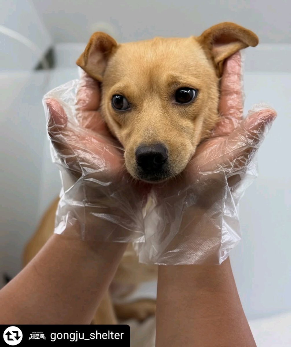 Cloudsunnyhuman's tweet image. [RT 정말 감사합니다]
9월 12일 안락사 예정인 2살 추정 여아입니다..정말 착하다고 해요. 트위터에서 꼭 인연이 닿았으면 좋겠어요

공고번호: 공주시 25-26
성별: 여아
몸무게: 7.4kg
추정나이: 2살 추정
*공주시 보호소로 직접 연락부탁드립니다.
*041-840-3495