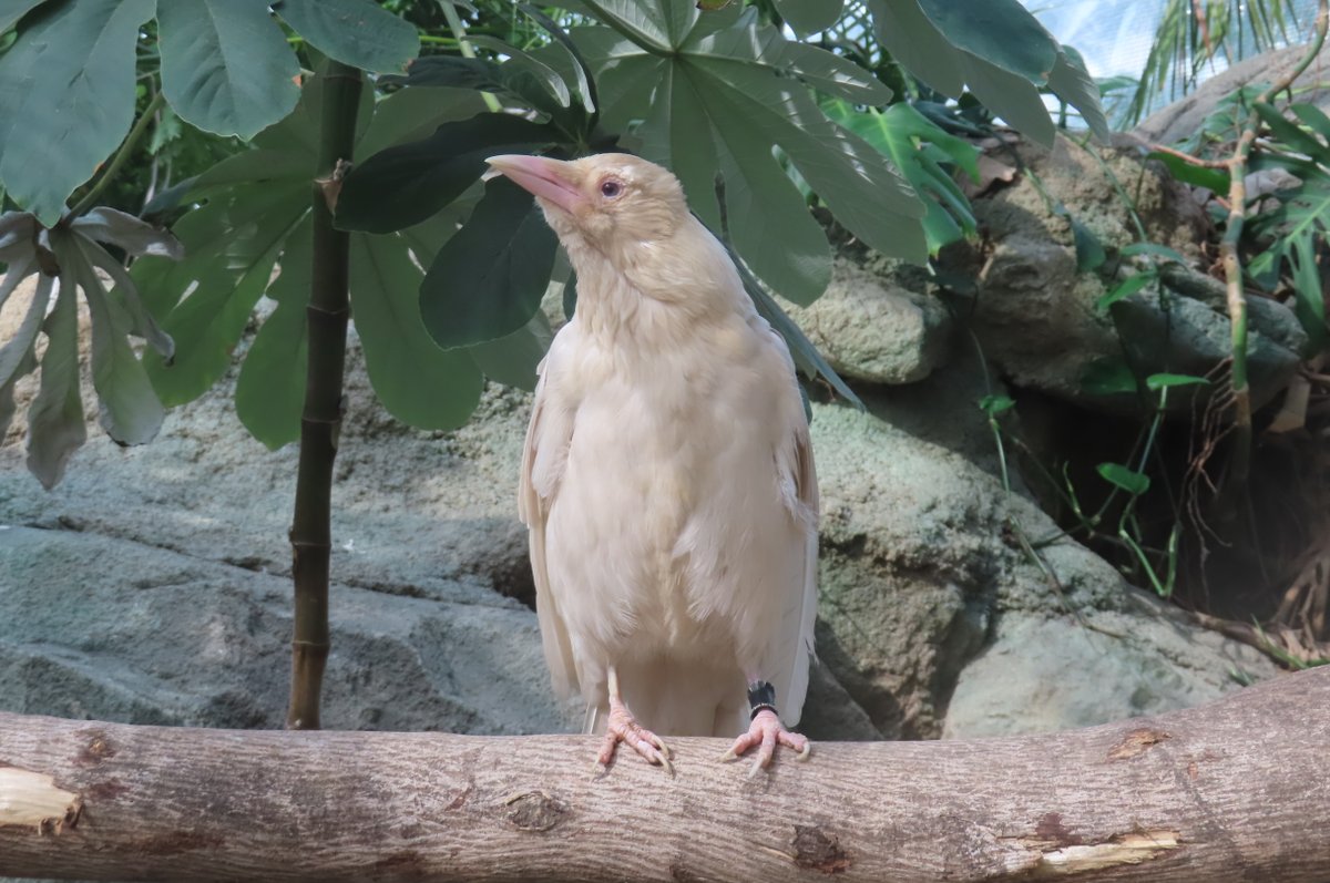 今日はこべどへ♪ お久しぶりの白いカラスさん（白変種）にも会えた