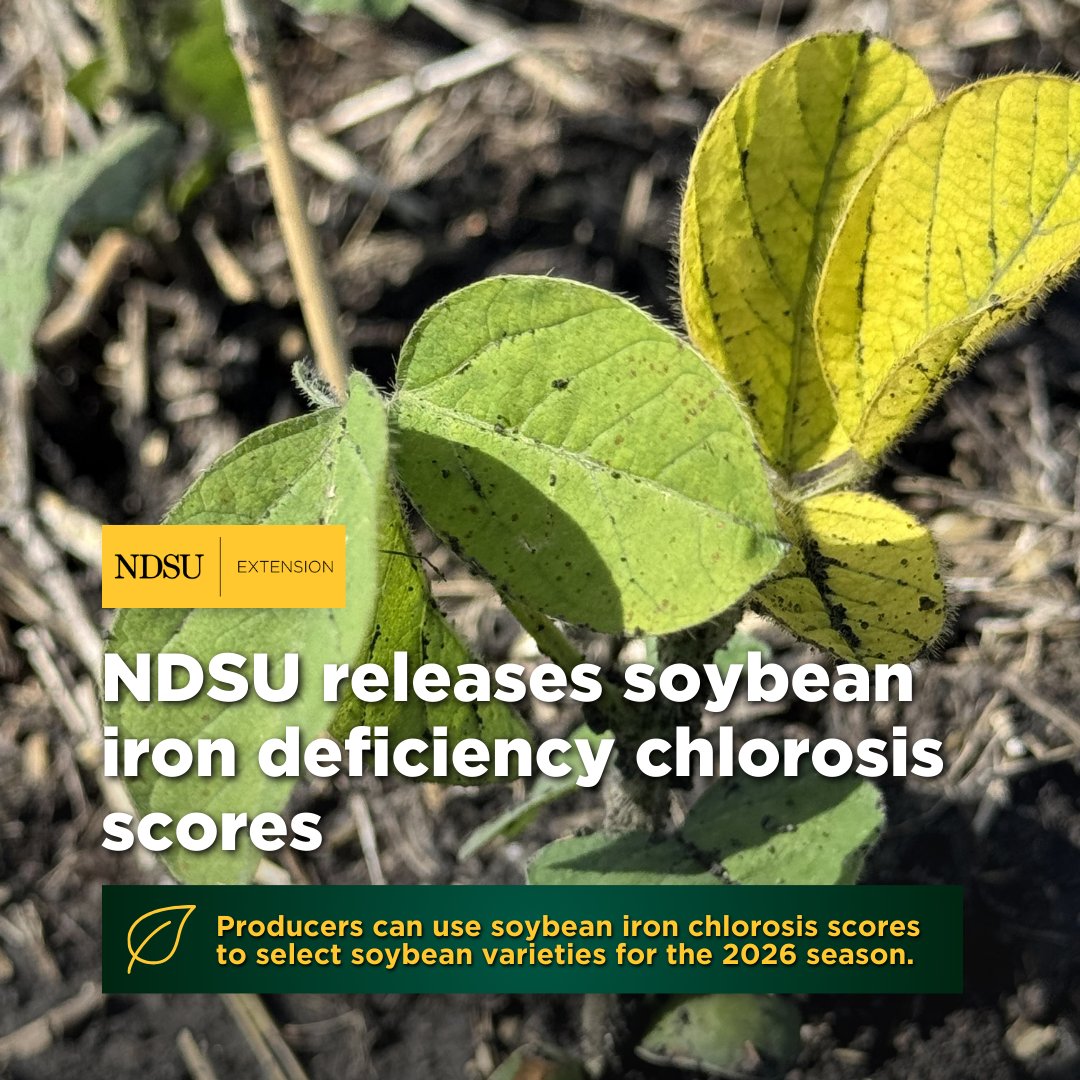 "Soybean varieties exhibit genetic differences in their tolerance to  IDC symptoms. Producers can use the NDSU data to choose an appropriate  IDC-tolerant soybean variety for fields known to have IDC issues in the  2026 season. Selecting a soybean variety with IDC tolerance is an