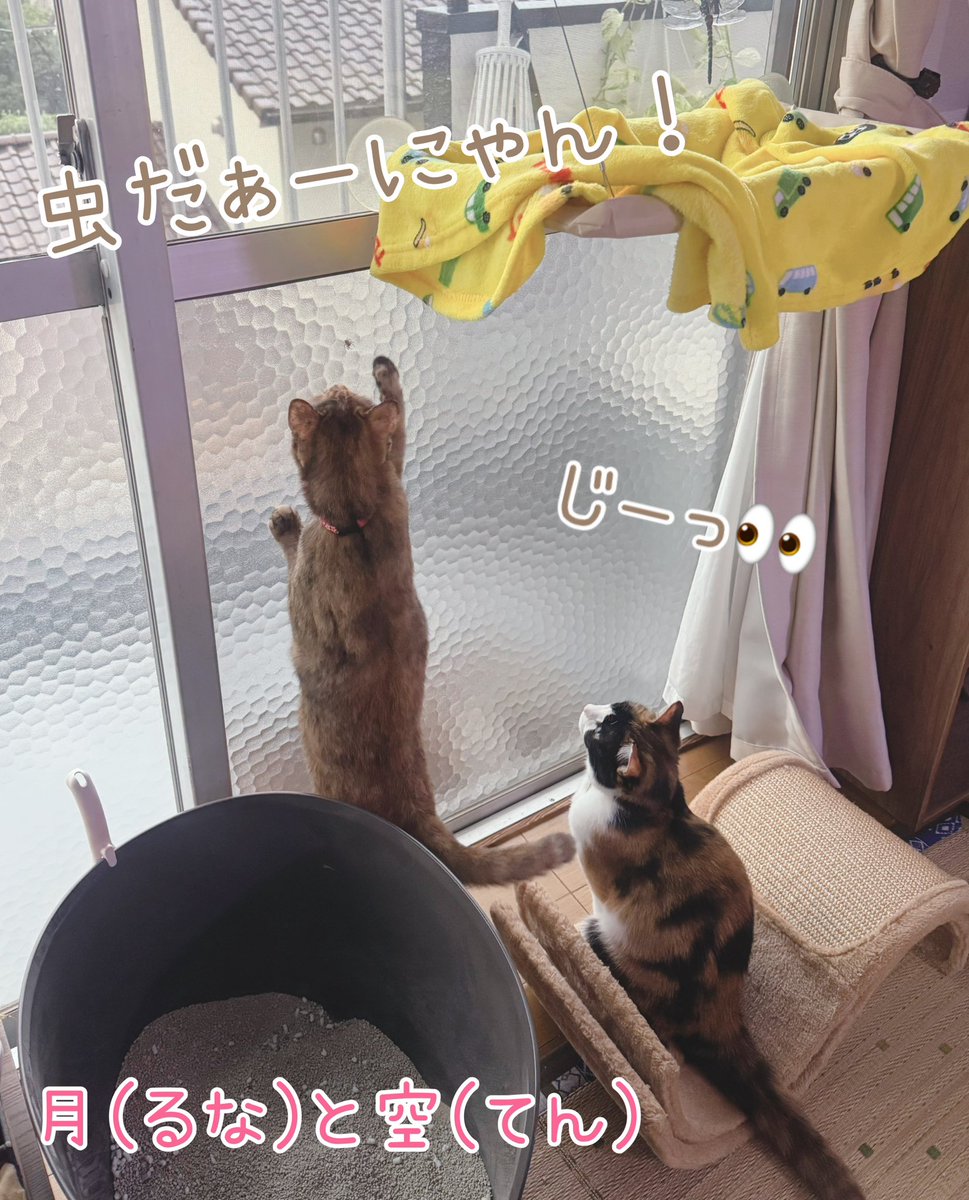 runa2ten's tweet photo. また虫さんに夢中〜（笑）
＃猫　＃cats  ＃ねこ　＃猫好きさんと繋がりたい　＃にゃんこ生活　＃毎日猫がいる　＃猫がいる幸せ　＃サビ猫と三毛猫　＃てんるな姉妹日記　＃うちの子は今日もかわいい https://t.co/mlcUCzEk1D