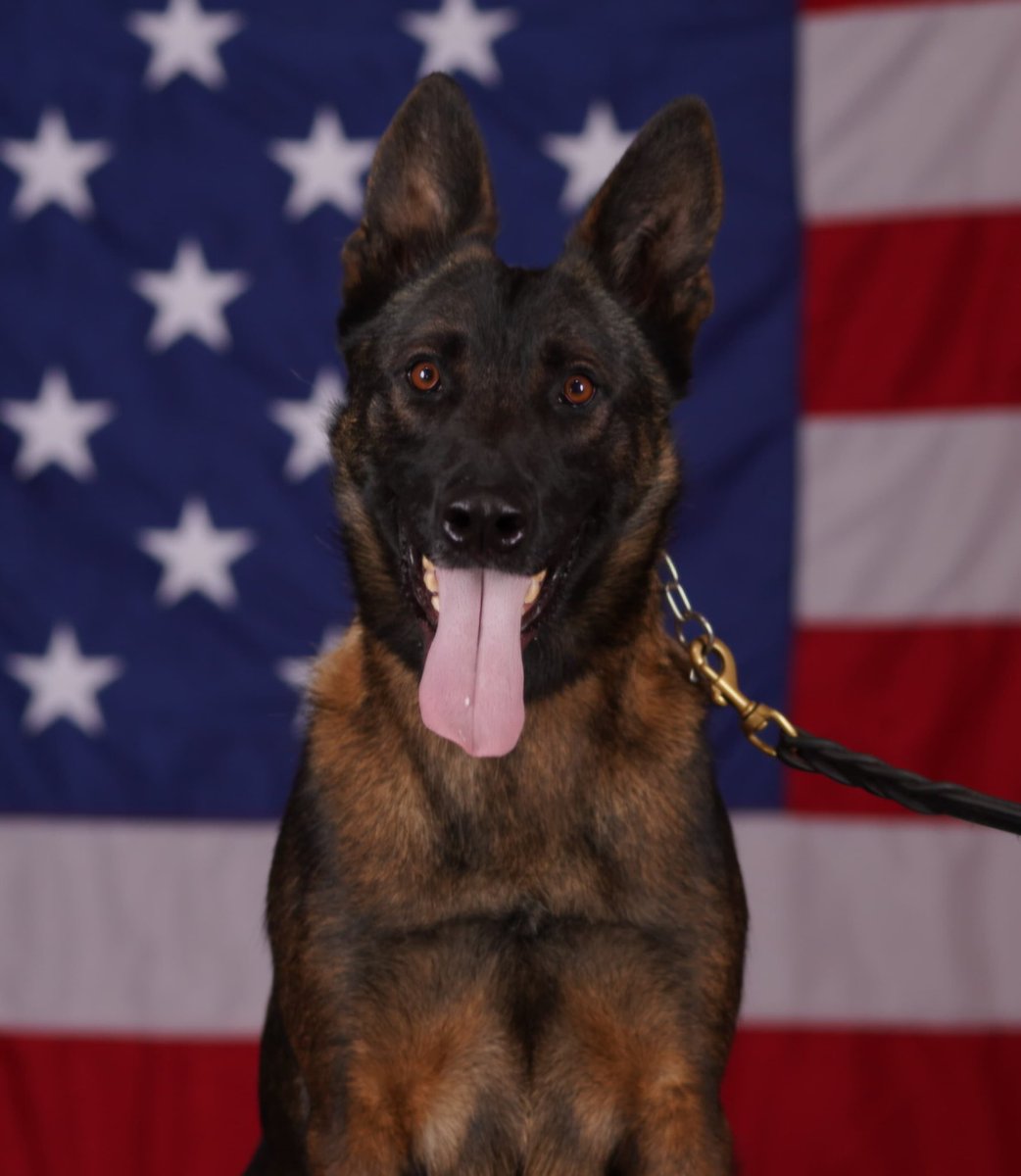 He’s a cool boy 😎🐾 Join us in wishing K9 Denis a HAPPY 8️⃣ BIRTHDAY! 🎉
