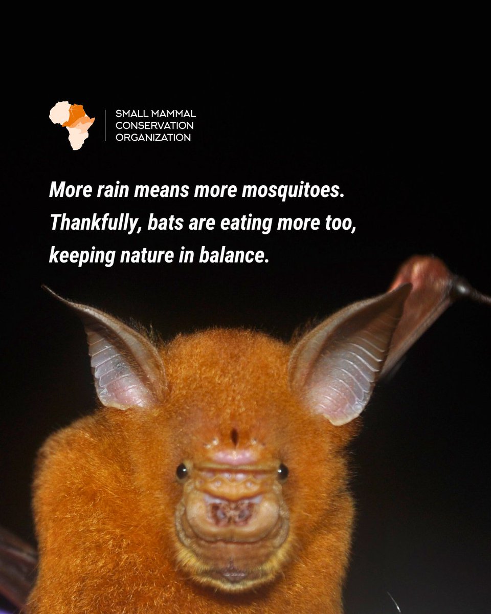 smaconbats's tweet photo. Pregnant &amp; nursing bats eat mosquitoes up to ⅔ their body weight nightly to support their young. Bats are our nighttime allies. Learn about how we help conserve them by subscribing to our newsletter: https://t.co/or9oI1hQdD
#SMACON #bats #BatConservation https://t.co/nuzcQY4UwV