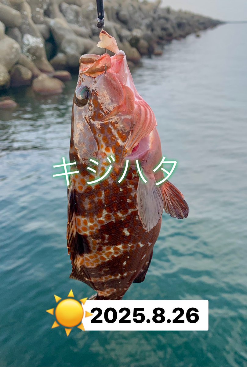 misa_rin_ff14's tweet photo. 昨日の朝活→ちょい投げ穴釣り
大きめのカサゴ数匹とキジハタ😀
朝フルのぶどう❗
キジハタの塩焼きめちゃくちゃ美味しい♥
#釣り #カサゴ #キジハタ #穴釣り https://t.co/Z6LT6jWnyv