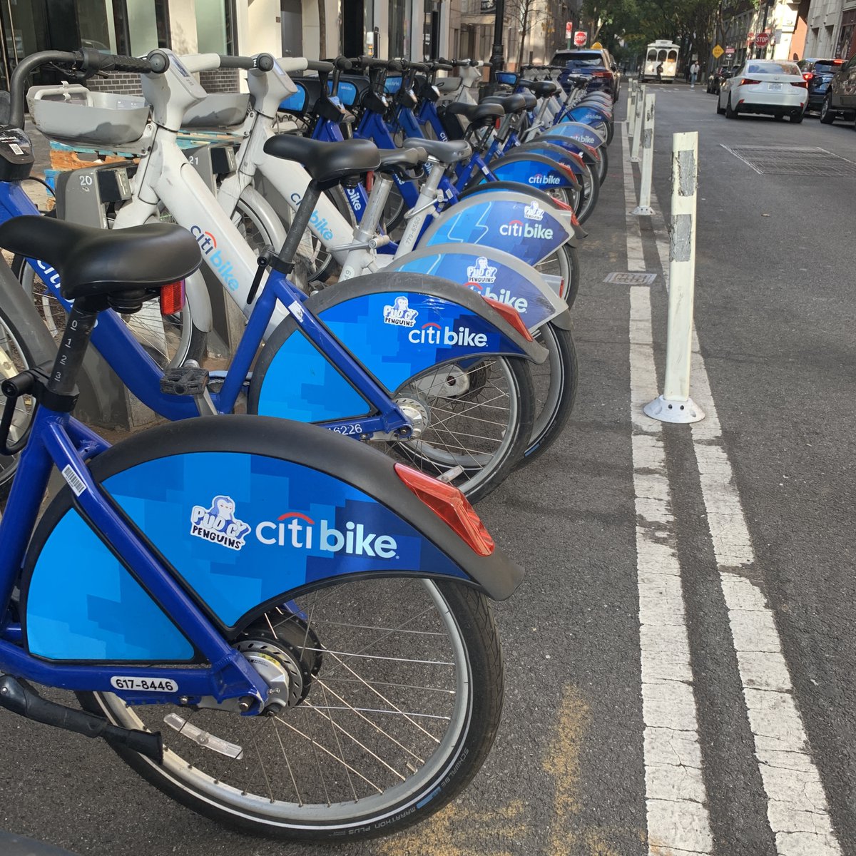 A fine day for a little penguin proliferation