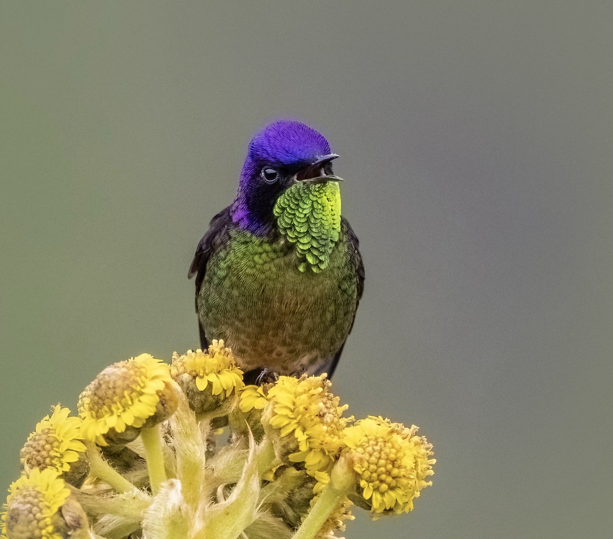 Hasta el Ramphomicron lo está gritando … hoy es  #miercolesdeemplumados

Colibrí Picoespina dorsimorado.