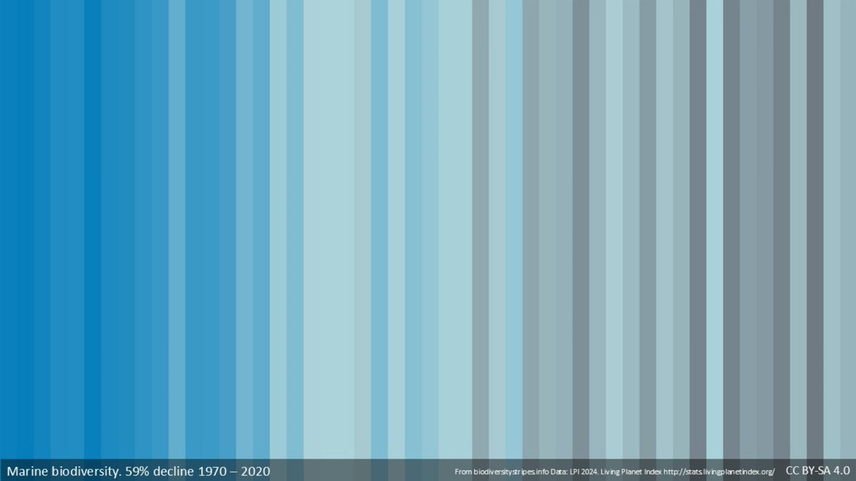 Behind these compelling blue stripes lies a wake-up call.

🌊🐟The stripes represent the decline in marine biodiversity since 1970. Developed by <a href="/findingnature/">Miles Richardson</a> at <a href="/DerbyUni/">University of Derby</a>, they are publicly available and join the 'nature stripes' recognizable in our brand.