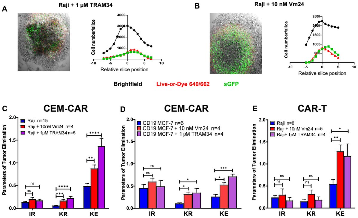 J_Immunol's tweet image. #TopRead article: Researchers established two CAR cell lines recognizing CD19 on the surface of Raji B and human #breastcancer MCF-7 expressing cell lines and suggest modifying Kv1.3 and KCa3.1 ion channels to create a more effective immunotherapy. 

🔗 ow.ly/kvi650WJAKt