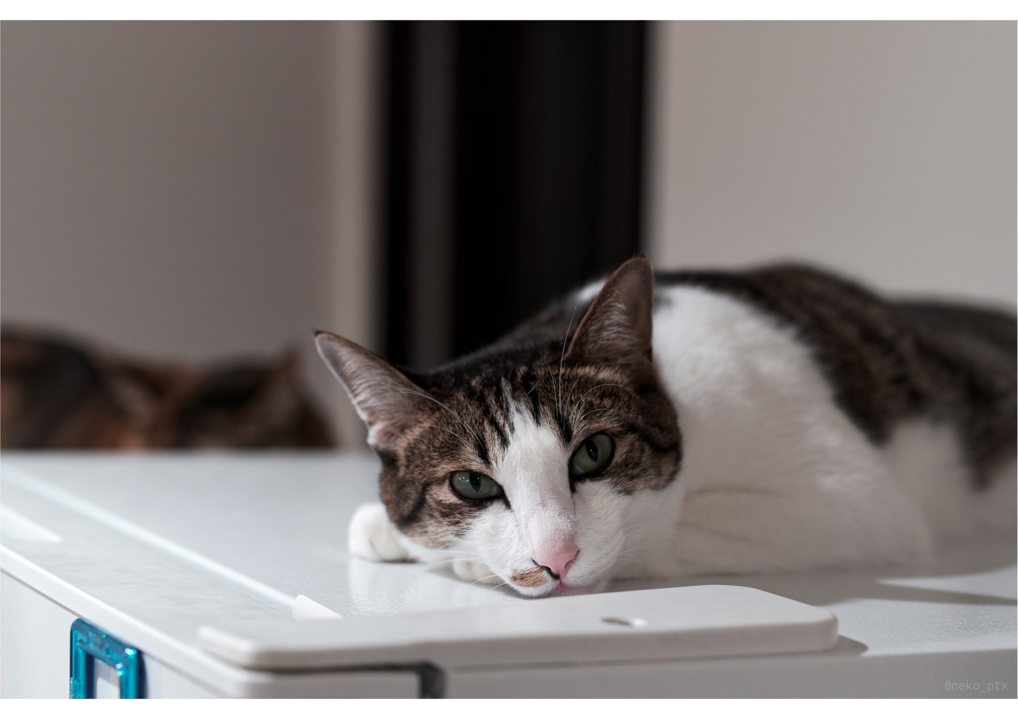 ブリキの猫　実動 ブリキのおもちゃ猫 Puzzle CAT 中山商会 ゼンマイ 回転猫 昭和