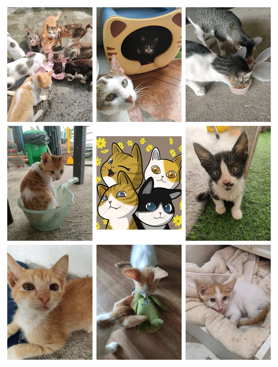 Nairobi00000's tweet image. Some nai drawings profits are solely for these cats' needs, sharing links below if you'd like to support aw. 💖✨

🔗exchange.art/nairobi/nfts
🔗opensea.io/collection/gen…
🔗ord-x.com/item/Squanchies

sol addy: 2S14RJvVmEZ8Y55T29rD3E5NrmF4jF8DjpozMvjMhiXH
eth addy: wassiegirl.eth